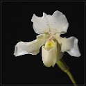 Orchideentag Zürich